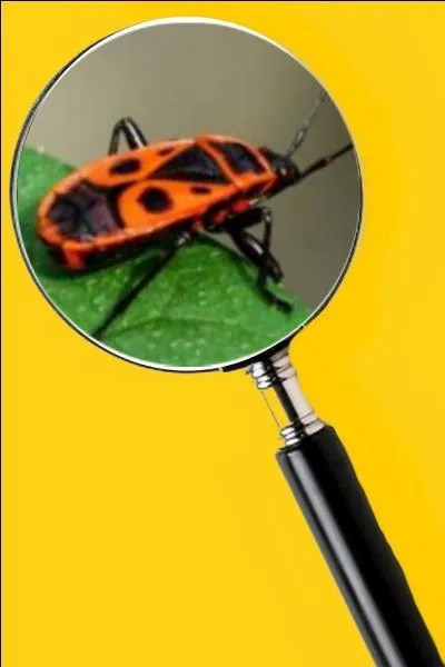 Ils sont des insectes utiles, car ils mangent plusieurs insectes plus indésirables comme les pucerons. Quel est le nom de cet insecte ?