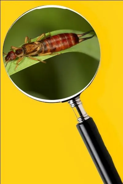 Il possède des pinces très dures mais il est inoffensif pour les humains. Quel est le nom de cet insecte ?