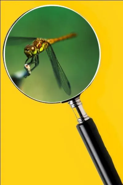 Elle vit le jour au bord des étangs et des rivières. Son vol est silencieux et très rapide. Quel est le nom de cet insecte ?