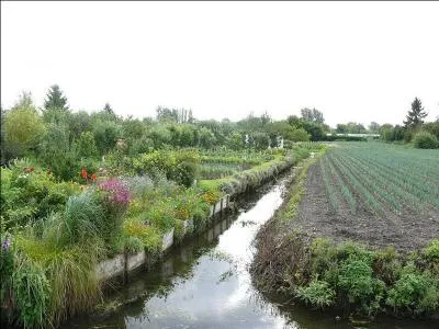 À Amiens, des îlots très fertiles sont enserrés par les bras de la Somme et de l'Avre. Ce sont les hortillons.