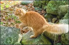 Pourquoi les clans doivent-ils quitter la forêt ?