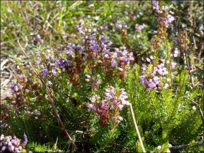 Le Bois de la Loge à Pouillé a été classé premier espace naturel sensible de la Vienne. À quelle plante doit-il ce classement ?