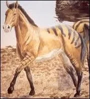 Quand est apparu le quatrième cheval ? Combien mesurait-il ?