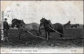 Plusieurs millions d'années se sont écoulés avant que n'apparaisse, à l'époque glaciaire, l'animal presque fini. Quel est son nom ?