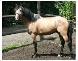 Il y a environ deux millions cinq cent mille ans, les vrais chevaux ont traversé le pont continental qui reliait l'Alaska et la Sibérie et se sont répandus en Eurasie et en...