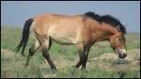 Combien y a-t-il de chevaux de Przewalski encore sauvages ?