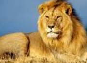 Quiz volution du lion