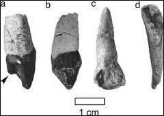Sur l'île de Java ont été découverts des fossiles de lion datant de :