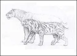 Ceci est l'évolution de la morphologie du :