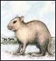 Le nom spécifique du lapin est :