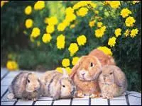 Le lapin n'est domestiqué que depuis peu de temps, depuis environ :