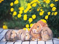 Quiz Lapins