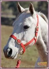 Qui monte ce cheval ?