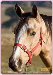 Qui monte ce cheval ?