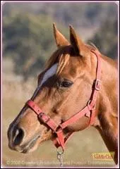 Qui monte ce cheval ?