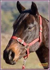 Qui monte ce cheval ?