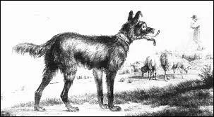 Il y a environ 30 millions d'années, la première créature présentant quelques similitudes avec le chien était le :