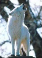 Depuis le lointain carnivore Cynodictis, les canidés ont évolué, se transformant en :