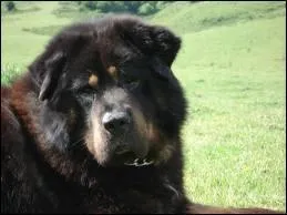 Le chien actuel est donc né en Orient. Le loup est apprivoisé par l'homme :