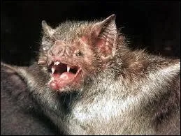 Le vampire désigne également une famille de l'ordre des chauves-souris. Dans laquelle de ces régions du monde trouve-t-on cet animal ?