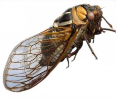 Que fait la cigale ?