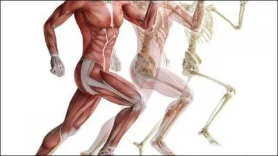 Où la glabelle est-elle située ?