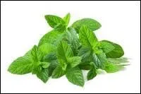 Quelle est cette plante ?