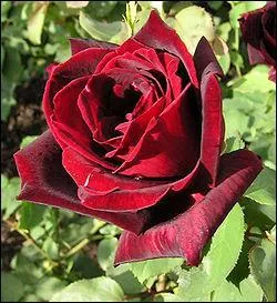 Depuis quand les roses sont-elles cultivées en Chine ?