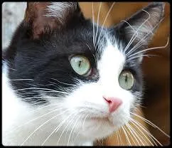 Si la truffe de votre chat est rose, qu'est-ce que cela signifie ?