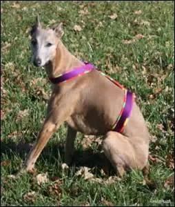 Si on utilise le terme fondement pour désigner la partie arrière de votre anatomie, quelle réaction allez-vous avoir de tant de pudeur de ma part ?