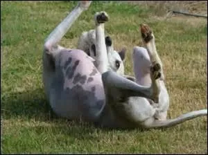 Quels verbes emploie-t-on avec l'expression cul par-dessus tête ?