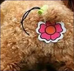 Que baise-t-on lors du Sabbat selon la littérature dans les romans cabalistiques ?