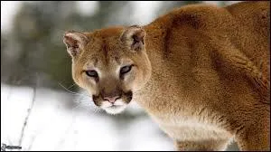 Ce félin est un _______.