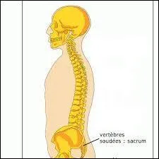 Dans notre colonne vertébrale, on trouve 5 vertèbres lombaires.
