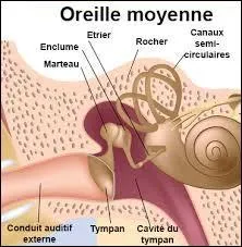 Les osselets de l'oreille moyenne sont trois et s'appellent : le marteau, l'étau et l'étrier.