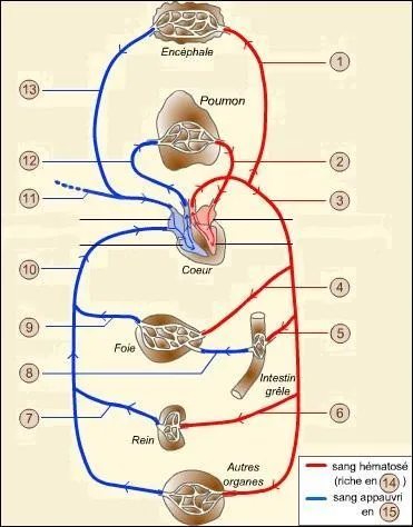 La veine cave transporte le sang du cur vers tout le système sanguin du corps humain.