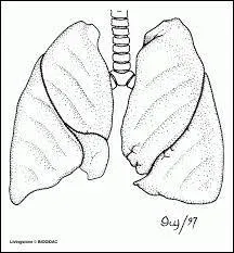 Les échanges gazeux entre l'air et le sang ont lieu dans nos poumons plus exactement dans les bronchioles.