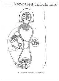 Le ventricule droit du cur se vide et envoie le sang vicié vers les poumons pour le purifier.