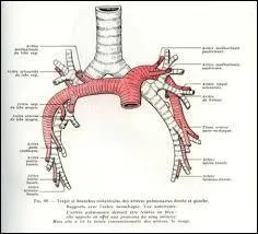 Derrière l'sophage se trouve un tuyau d'environ 10 cm, la trachée-artère qui se divise en 2 bronches principales...