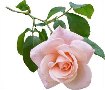 "Boulle". Gardez cette orthographe ! Vous allez perdre la tête ou le nord si la lettre suivante s'envole !