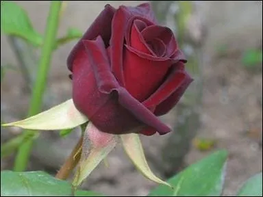 "Moruette". Ce poisson veut voler. Quelle lettre doit disparaître ?