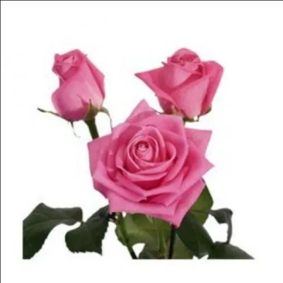 La "patine" devient un objet à glace ou à roulettes, sans la lettre...