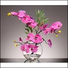 Un florevasophile collectionne :