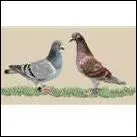 Un colombophile collectionne :