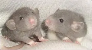 Comment appelle-t-on le petit du rat ?