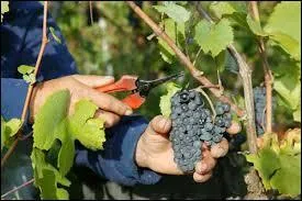 On ne dit plus ''vendanger'' mais...