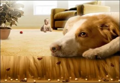 Quelle partie d'une maison peut être particulièrement infestée par les puces ?