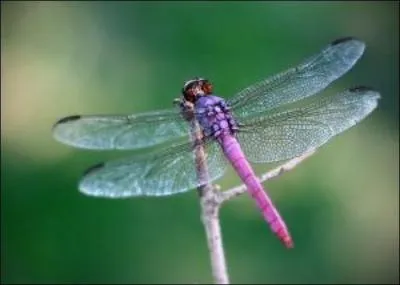 La puce n'a pas d'ailes, c'est un insecte ... .