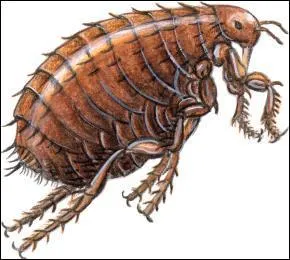 Combien la puce a-t-elle de pattes ?