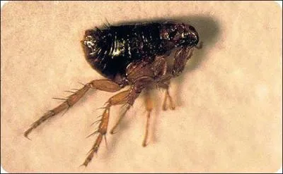 Les oiseaux peuvent-ils avoir des puces ?